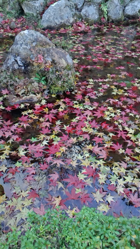 花見山公園　紅葉　落ち葉の写真