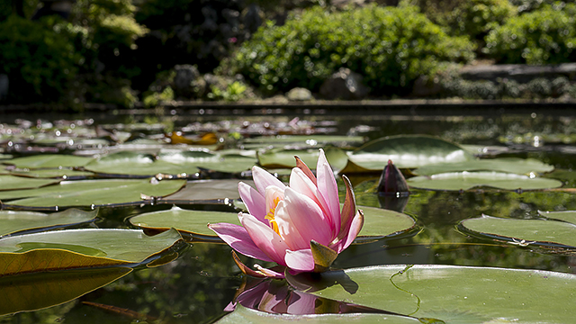 写真2014052901